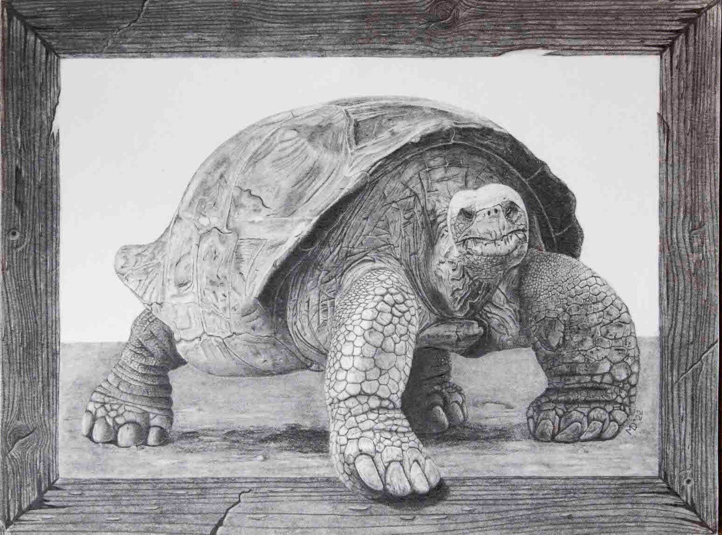 "Old tortoise, Old wood" prison art original art Michael Dorcas 